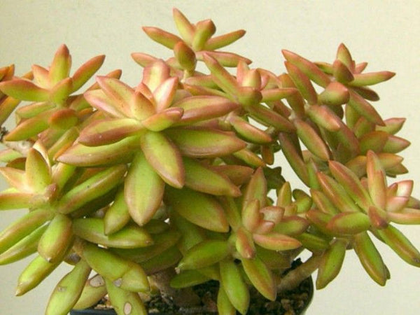 Sedum Nussbaumerianum (Succulent)