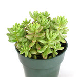 Sedum Rubrotinctum (Succulent)