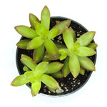 Sedum Nussbaumerianum (Succulent)