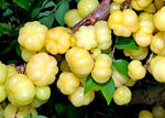 Organic Nallikayi / Small Amla