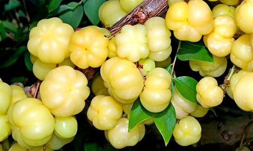 Organic Nallikayi / Small Amla