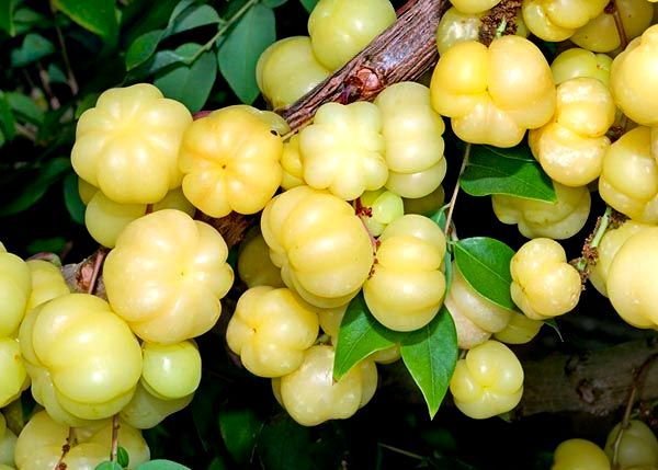 Organic Nallikayi / Small Amla