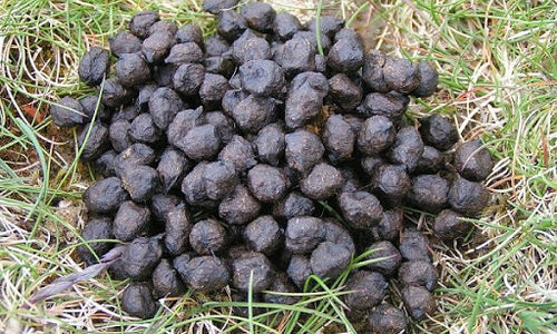 Organic Dried Goat & Sheep Manure