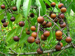 Organic Soap Nuts (Reetha)
