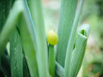 Organic Spring onion flower