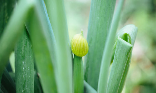 Organic Spring onion flower