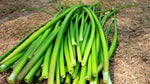 Organic Spring onion flower