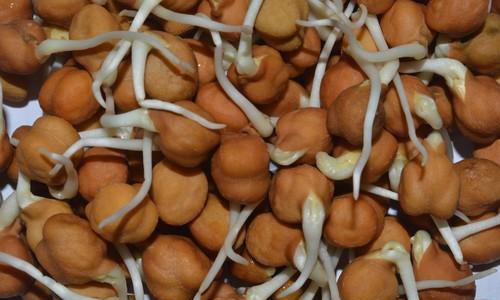 Organic Black Chickpeas Sprouts