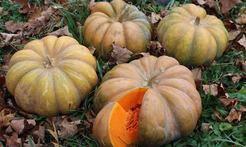 Organic Squash (Disco Pumpkin)