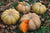 Organic Squash (Disco Pumpkin)