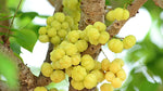 Organic Nallikayi / Small Amla