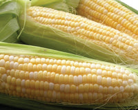 Organic Sweet Corn