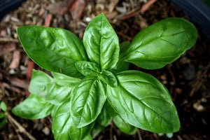 Organic Italian Sweet Basil