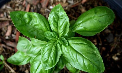 Organic Italian Sweet Basil