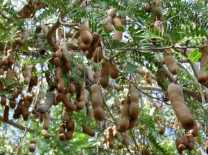Organic Tamarind Raw