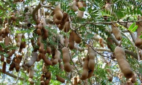 Organic Tamarind Raw