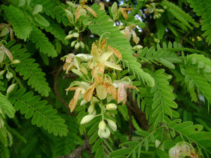 Organic Tender Tamarind Leaves