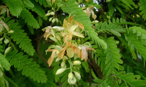 Organic Tender Tamarind Leaves