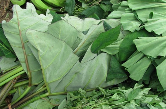 Organic Taro Leaves