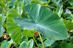 Organic Taro Leaves