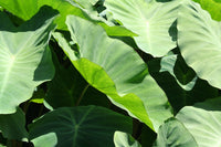 Organic Taro Leaves