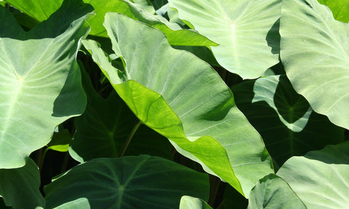 Organic Taro Leaves