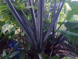 Organic Taro Stem Cut (Chembu thandu)