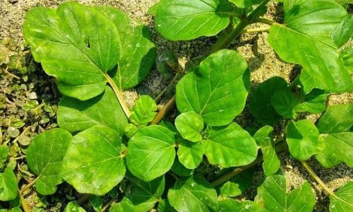 Organic Adakaputtana gida-Thazuthaama