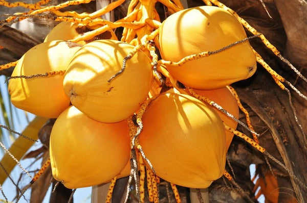 Organic Tender Coconut