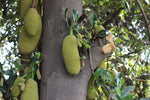 Organic Tender Jackfruit