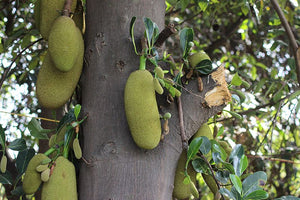 Organic Tender Jackfruit