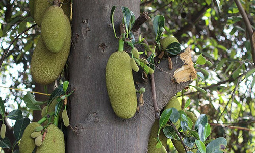Organic Tender Jackfruit