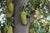 Organic Tender Jackfruit