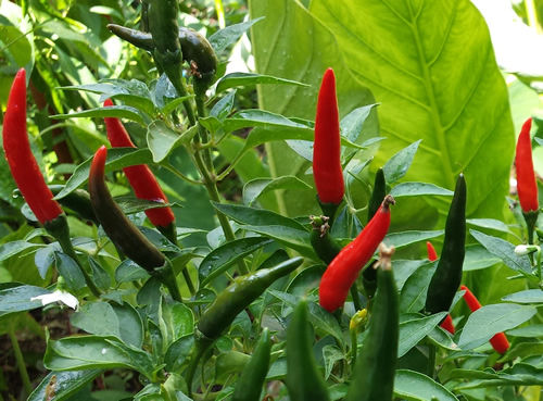 Organic Hot Chilli (nati)