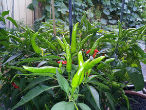 Organic Hot Chilli (nati)