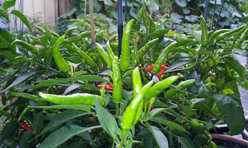 Organic Hot Chilli (nati)