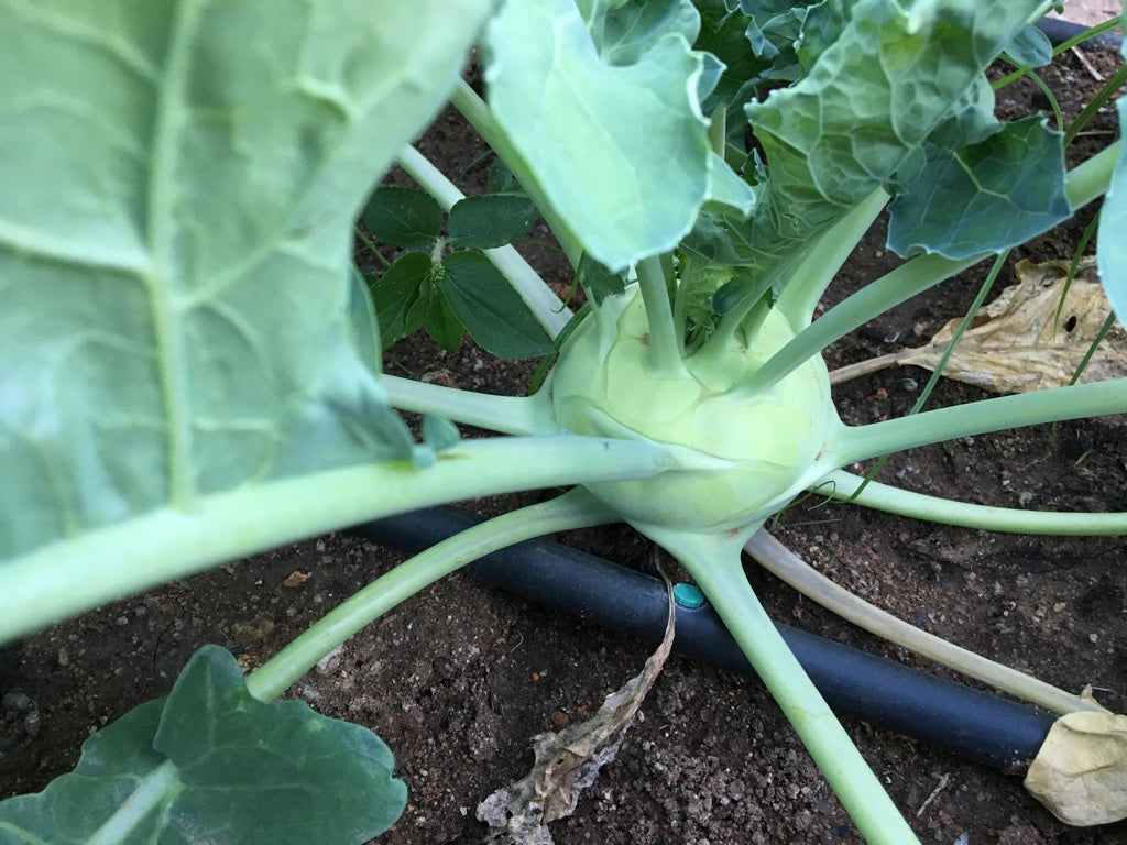 Organic Knol khol – GreenDNA® India