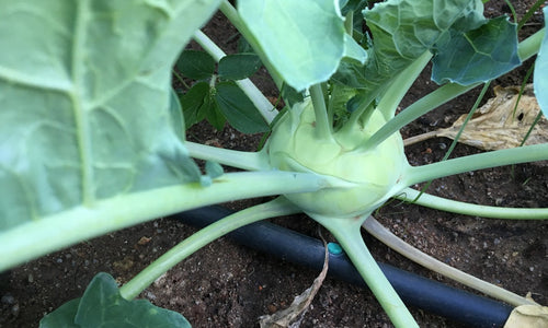 Organic Knol khol