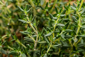 Organic Thyme