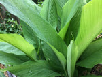 Organic Turmeric Leaves