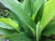 Organic Turmeric Leaves