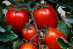 Organic Tomato Hybrid-Offer