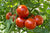 Organic Tomato Hybrid-Offer