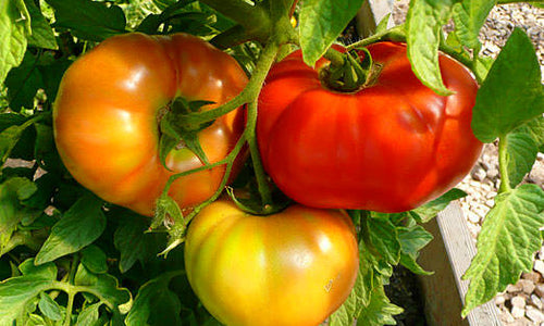 Organic Country Tomato-Offer