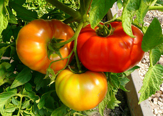 Organic Country Tomato