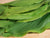 Organic Turmeric Leaves