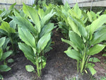 Organic Turmeric Leaves