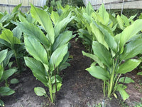 Organic Turmeric Leaves