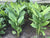 Organic Turmeric Leaves