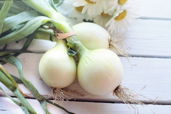 Organic White Onion